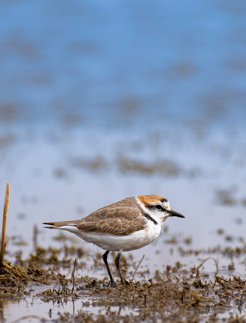 A small wading bird, likely a sandpiper, standing on a muddy shoreline near a body of water. The bird has brown and white plumage with distinctive black markings on its head and eyes, and its legs are