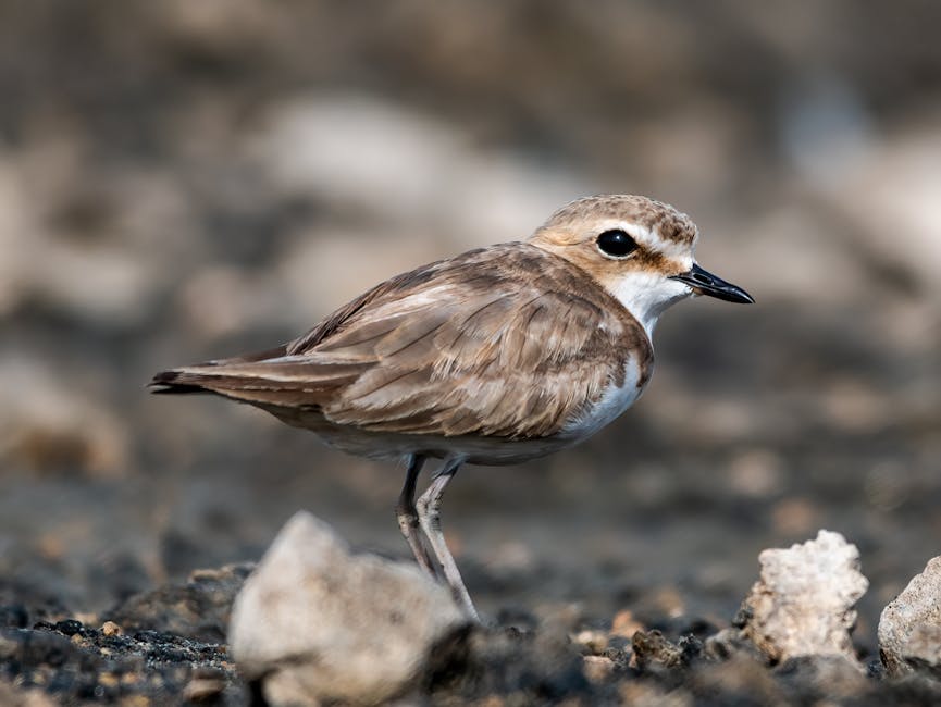 A small shorebird with brown and white plumage standing on rocky ground, with a slender black beak and dark eyes. The bird's feathers appear smooth and well-groomed, and it is positioned in a natural outdoor setting with scattered stones and a blurred background. This image is related to surface cleaning or environmental hygiene, consistent with the services offered by Cleaners Kentish Town for domestic and commercial cleaning, including deep cleaning and stain removal at Kentish Town station.